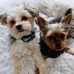 Meet your Posher, Susan